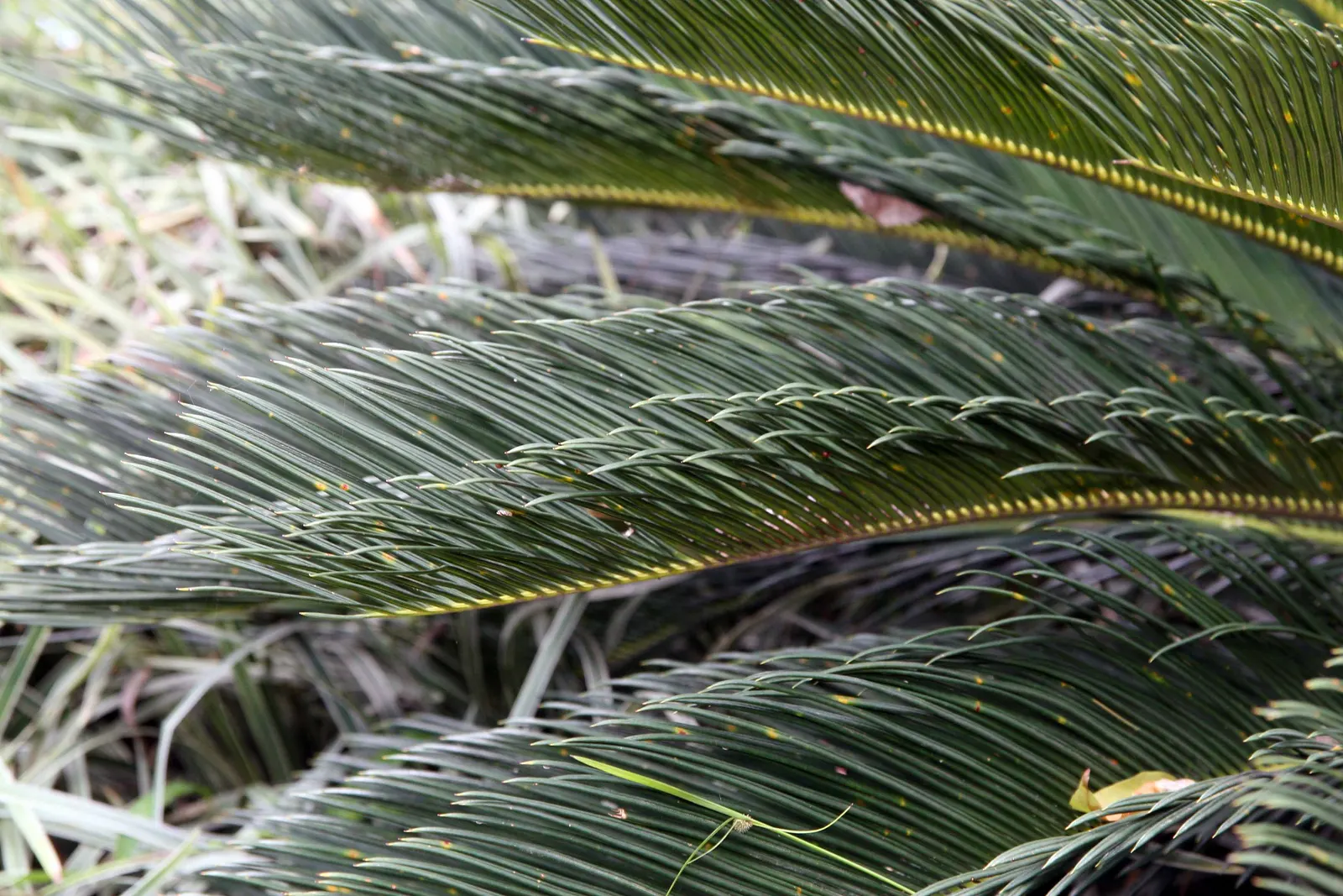 Sago Palm (Cycas Revoluta) — It's well-suited to USDA hardiness zones 9 through 11 and thrives in full sun to partial shade; the Sago Palm, or, image 124