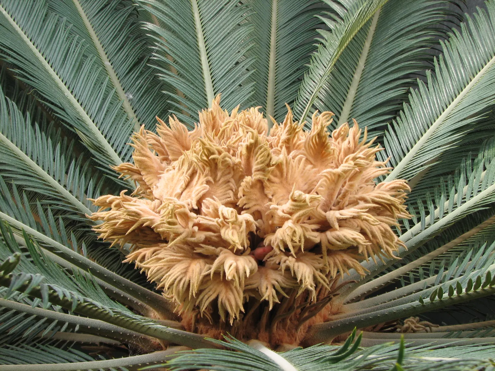 Sago Palm (Cycas Revoluta) — it is not a true palm but a cycad; cycas revoluta can eventually grow taller (up to 10 feet) under optimal conditions, image 134