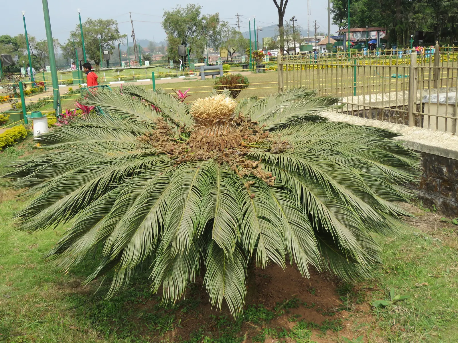 Sago Palm (Cycas Revoluta) — While it can withstand some drought conditions once established; this slow-growing plant features a stout trunk and a, image 77