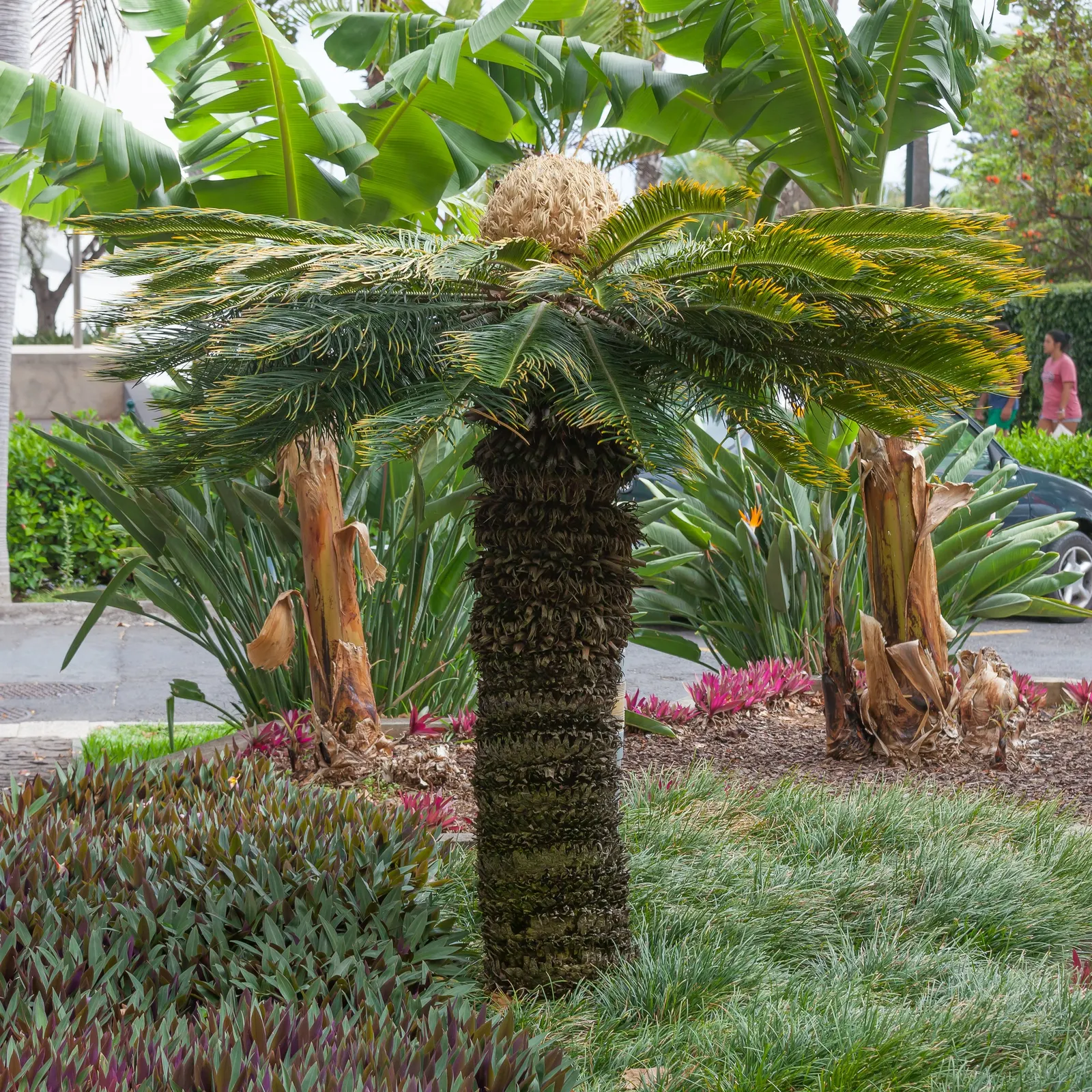 Sago Palm (Cycas Revoluta) — but it is particularly important to avoid overwatering to prevent root rot; it's important to note that the leaflets, image 75