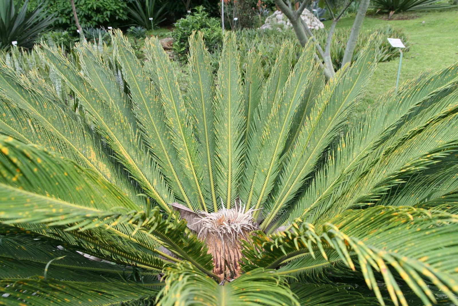 Sago Palm (Cycas Revoluta) — Featuring a stout trunk and a rosette of dark green, pinnate leaves up to 3 feet long, it resembles a palm; but it is, image 98
