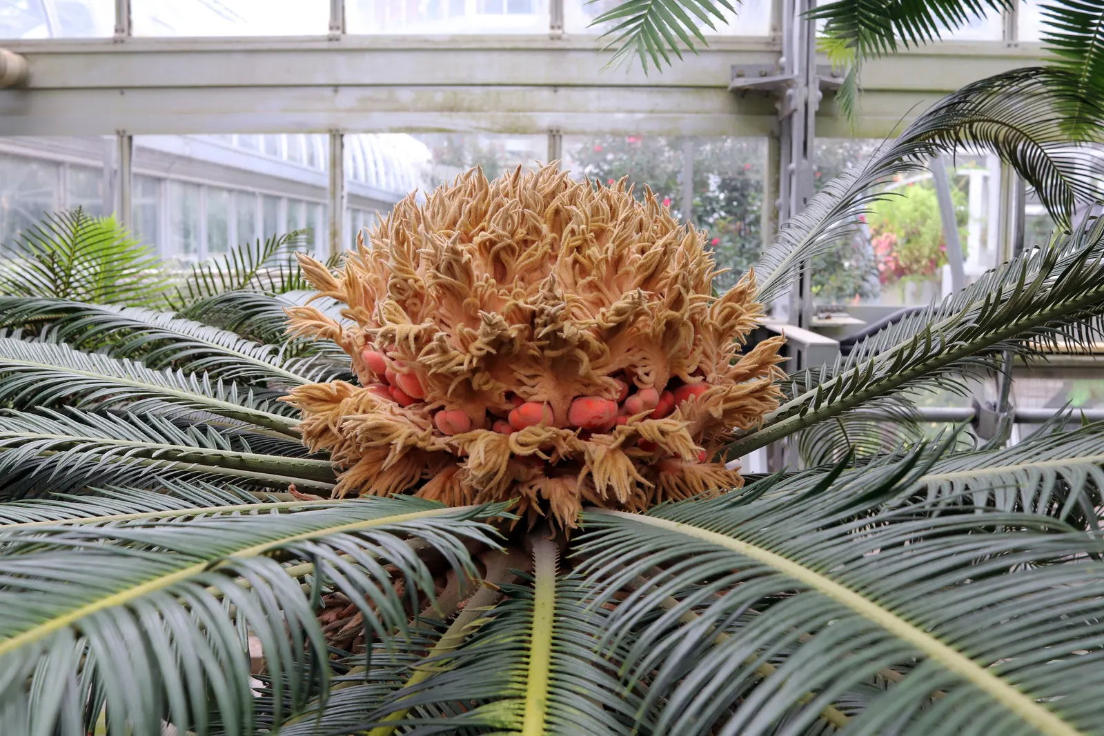 Sago Palm (Cycas Revoluta) — palm for full or half; while it can withstand some drought conditions once established, image 96