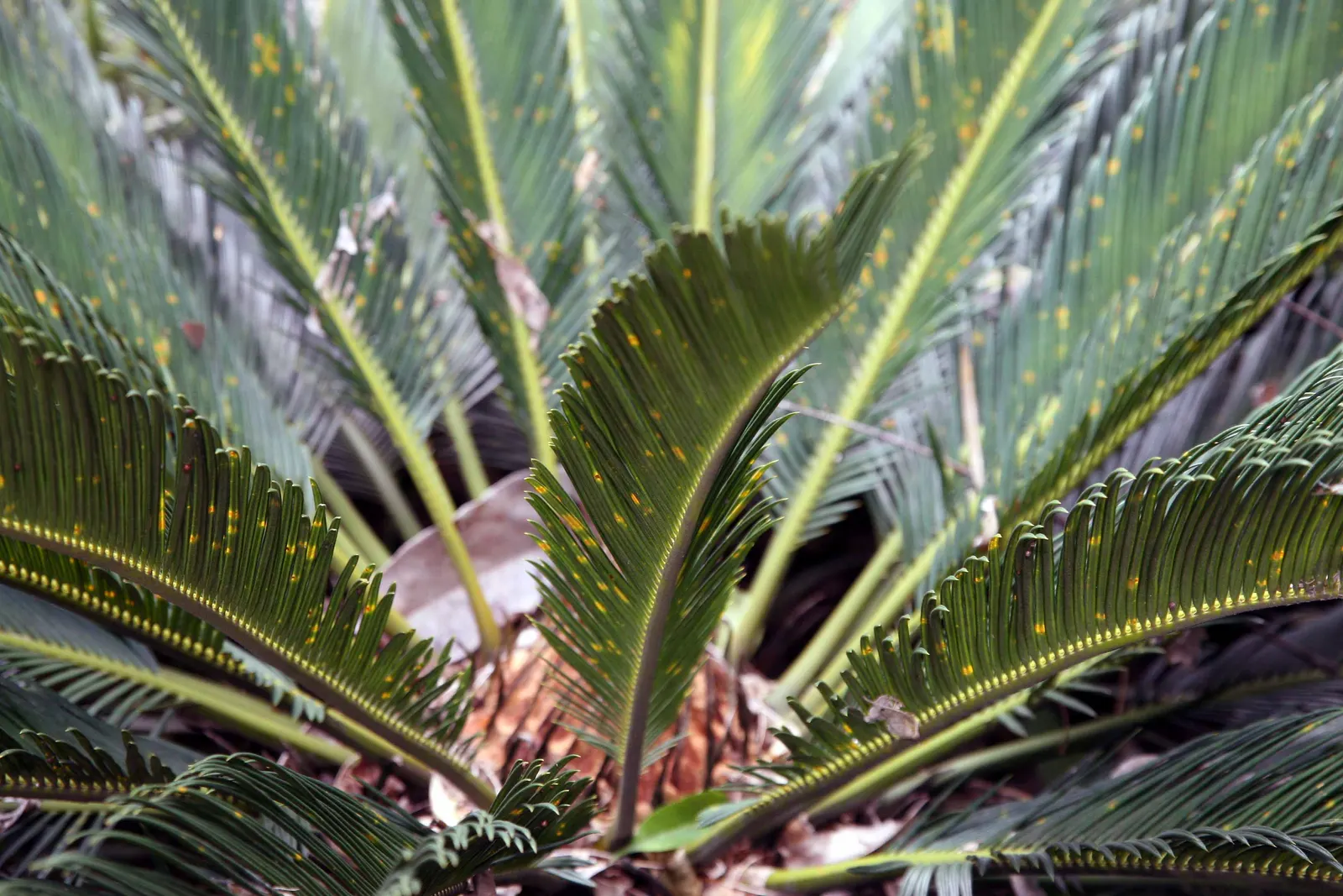 Sago Palm (Cycas Revoluta) — so caution should be exercised if pets or small children are present in the garden; it is not a true palm but a cycad, image 127