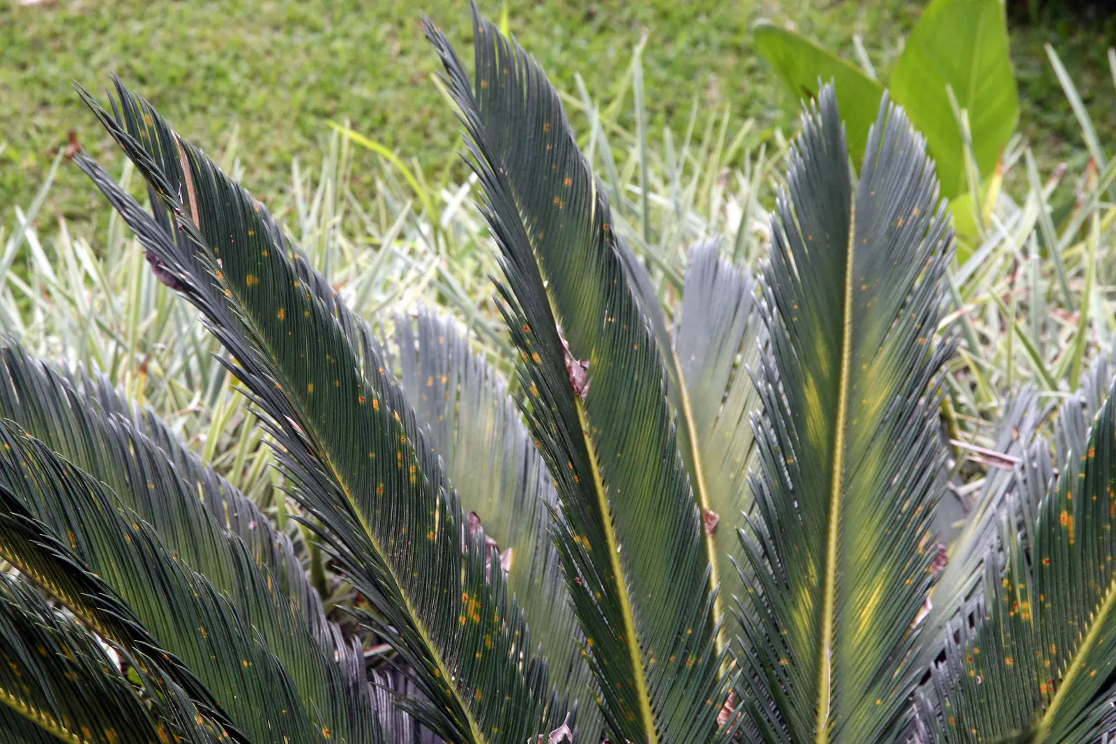Sago Palm (Cycas Revoluta) — While it can withstand some drought conditions once established; this slow-growing plant features a stout trunk and a, image 125