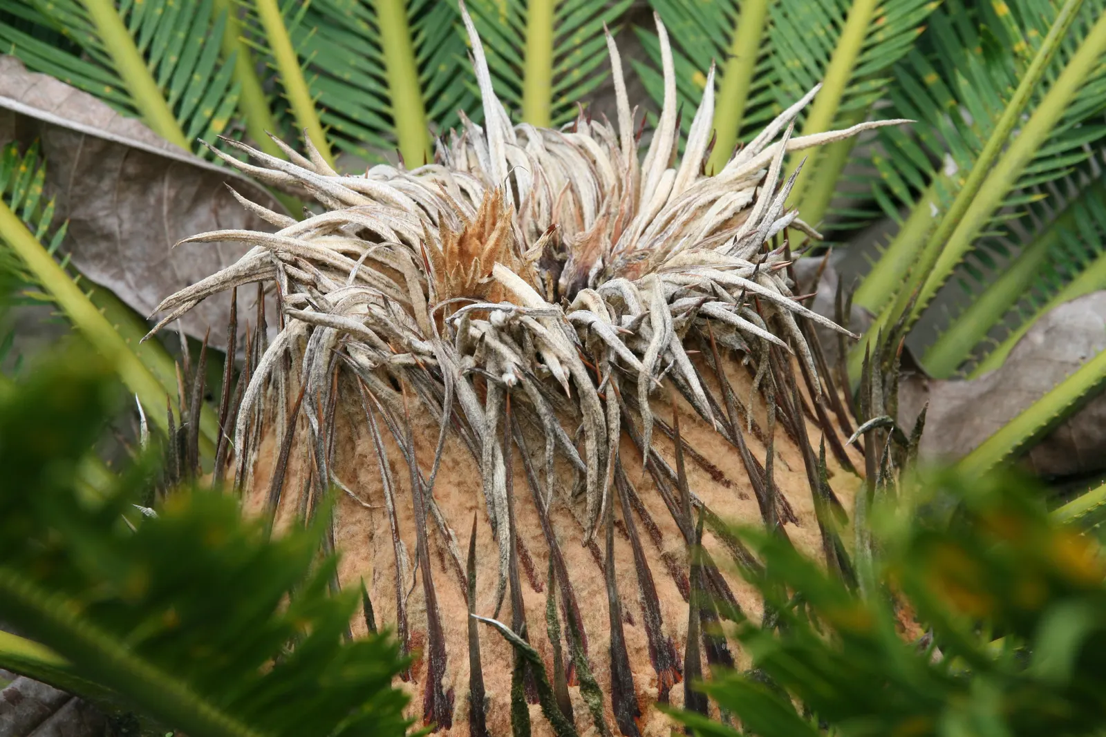 Sago Palm (Cycas Revoluta) — Drought tolerant once established, it reaches 2-10 feet in height and spread, requiring minimal care; each frond, image 84