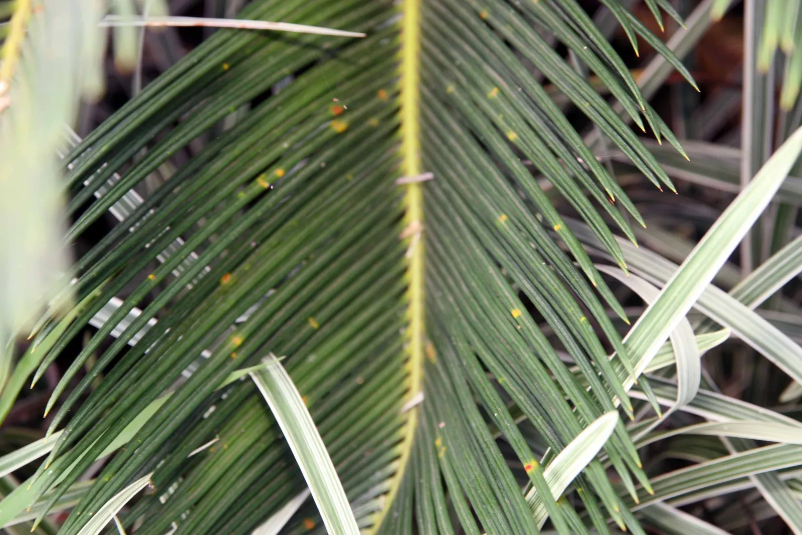 Sago Palm (Cycas Revoluta) — is a distinctive and ancient plant species that adds an exotic and tropical flair to any landscape design; palm for, image 133