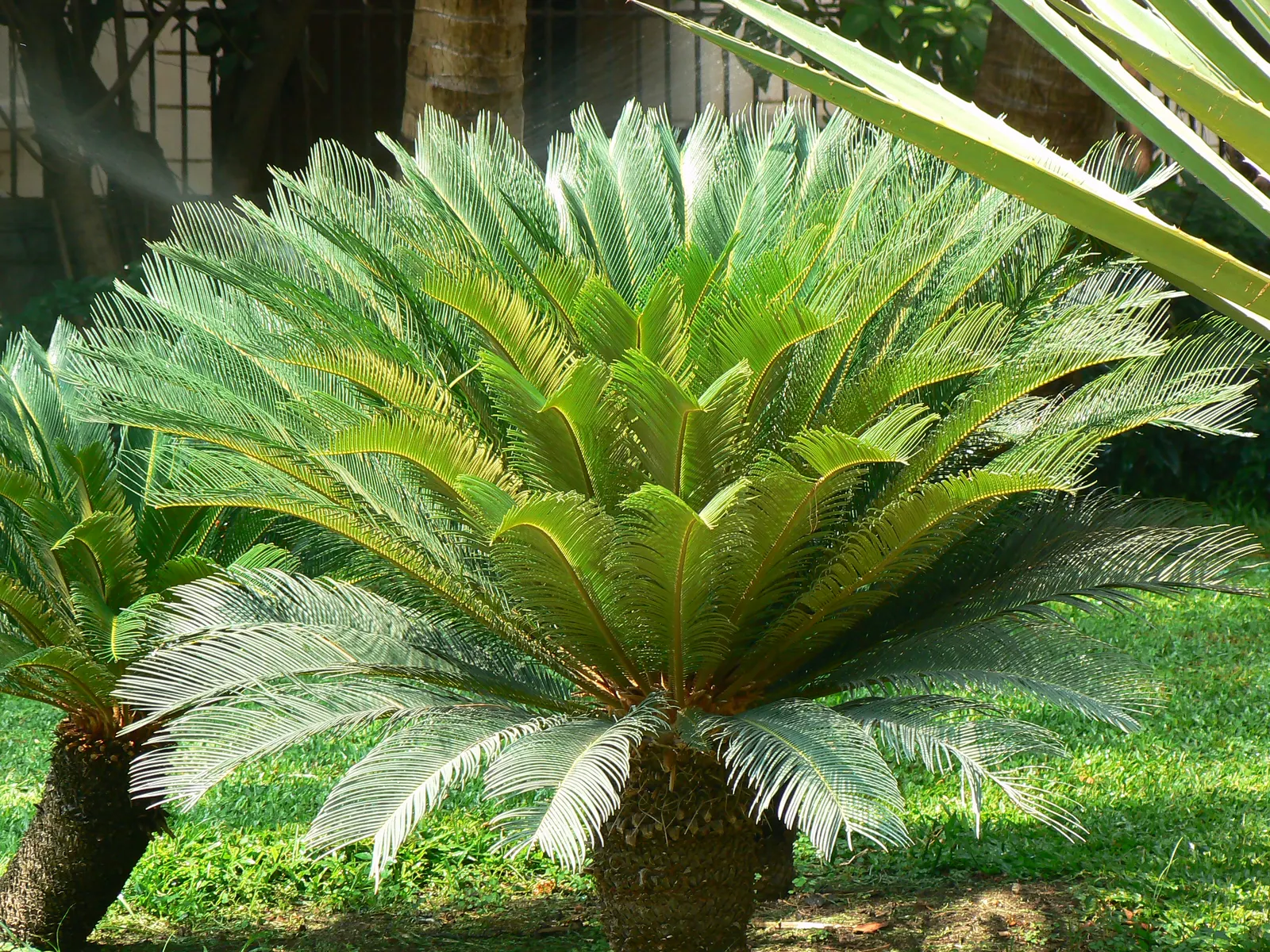 Sago Palm (Cycas Revoluta) — Hardy in USDA zones 9-11, it thrives in well-drained soil and full to partial sun; featuring a stout trunk and a, image 115