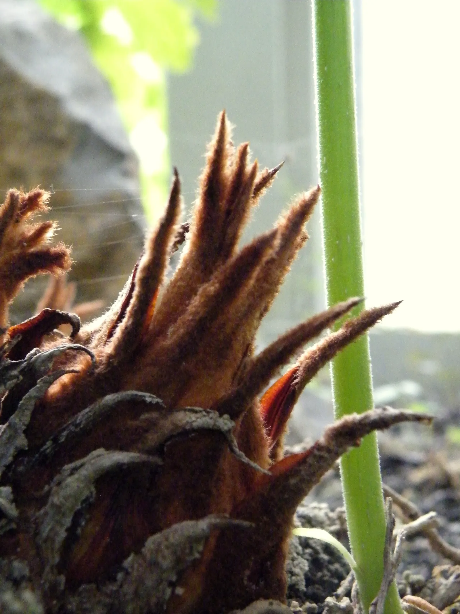 Sago Palm (Cycas Revoluta) — Featuring a stout trunk and a rosette of dark green, pinnate leaves up to 3 feet long, it resembles a palm; but it is, image 114