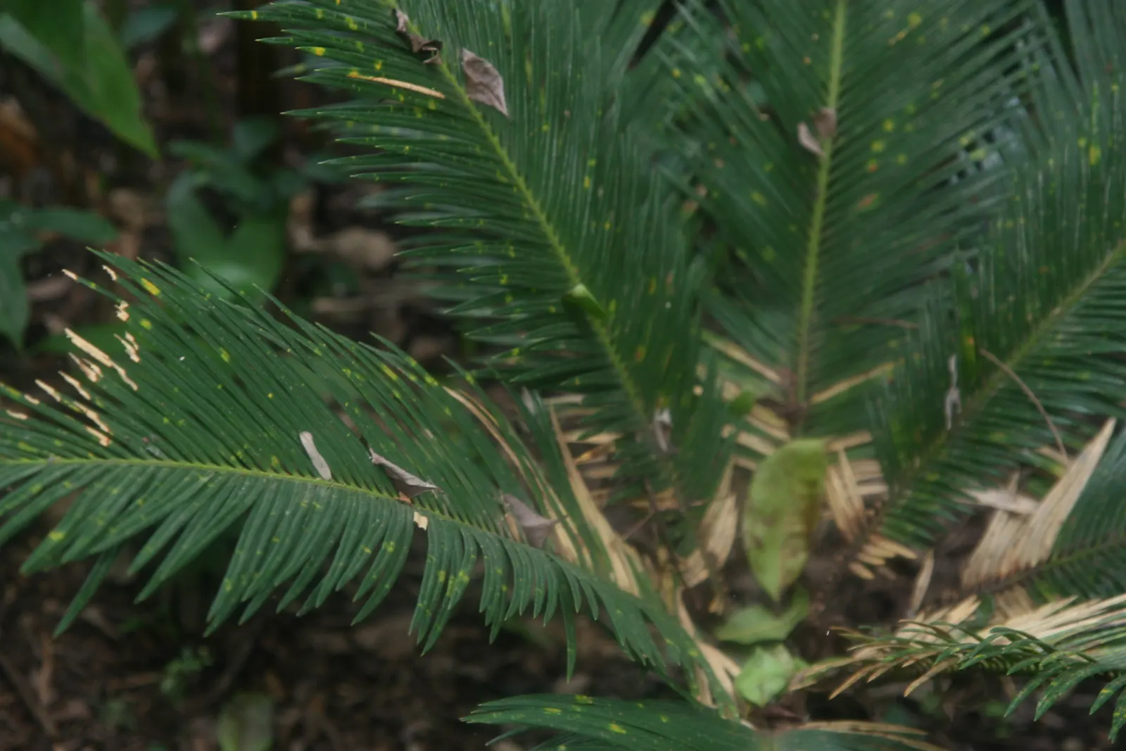 Sago Palm (Cycas Revoluta) — palm for full or half; while it can withstand some drought conditions once established, image 80