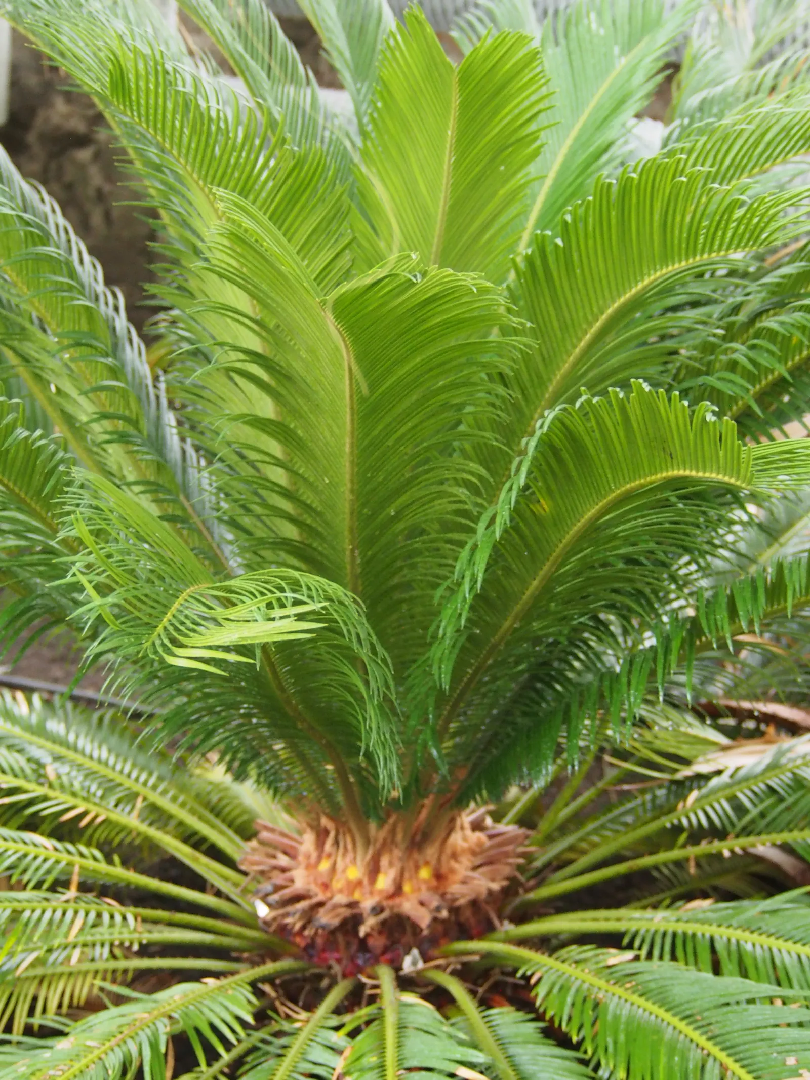 Sago Palm (Cycas Revoluta) — Cycas revoluta can eventually grow taller (up to 10 feet) under optimal conditions over many years; all parts of the, image 87