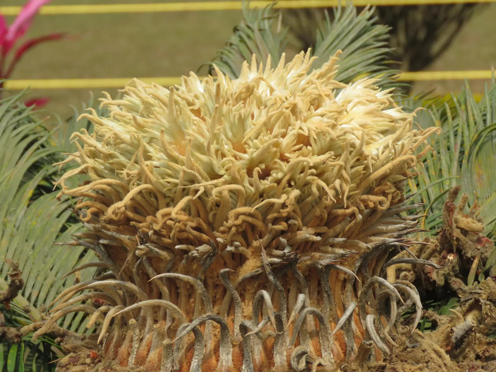 Sago Palm (Cycas Revoluta) — so caution should be exercised if pets or small children are present in the garden; it is not a true palm but a cycad, image 79