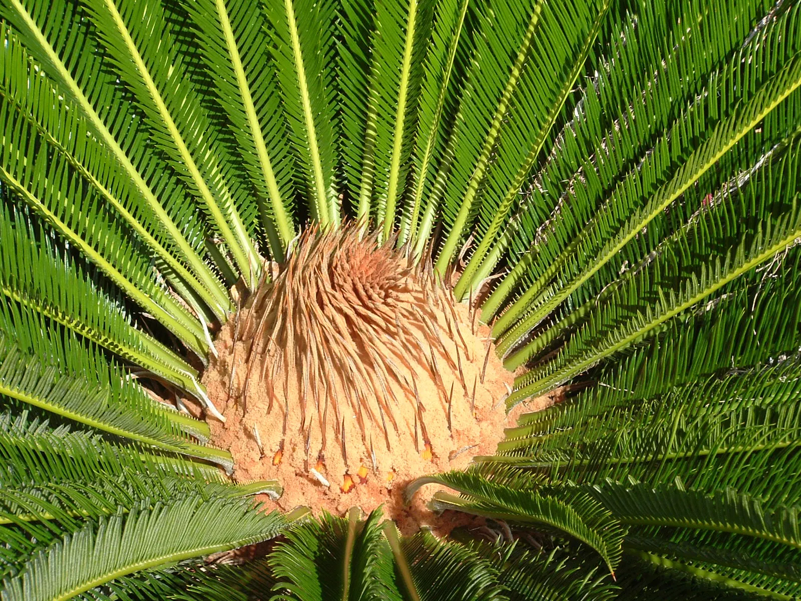 Sago Palm (Cycas Revoluta) — all parts of the Sago Palm are highly toxic if ingested; so caution should be exercised if pets or small children are, image 78