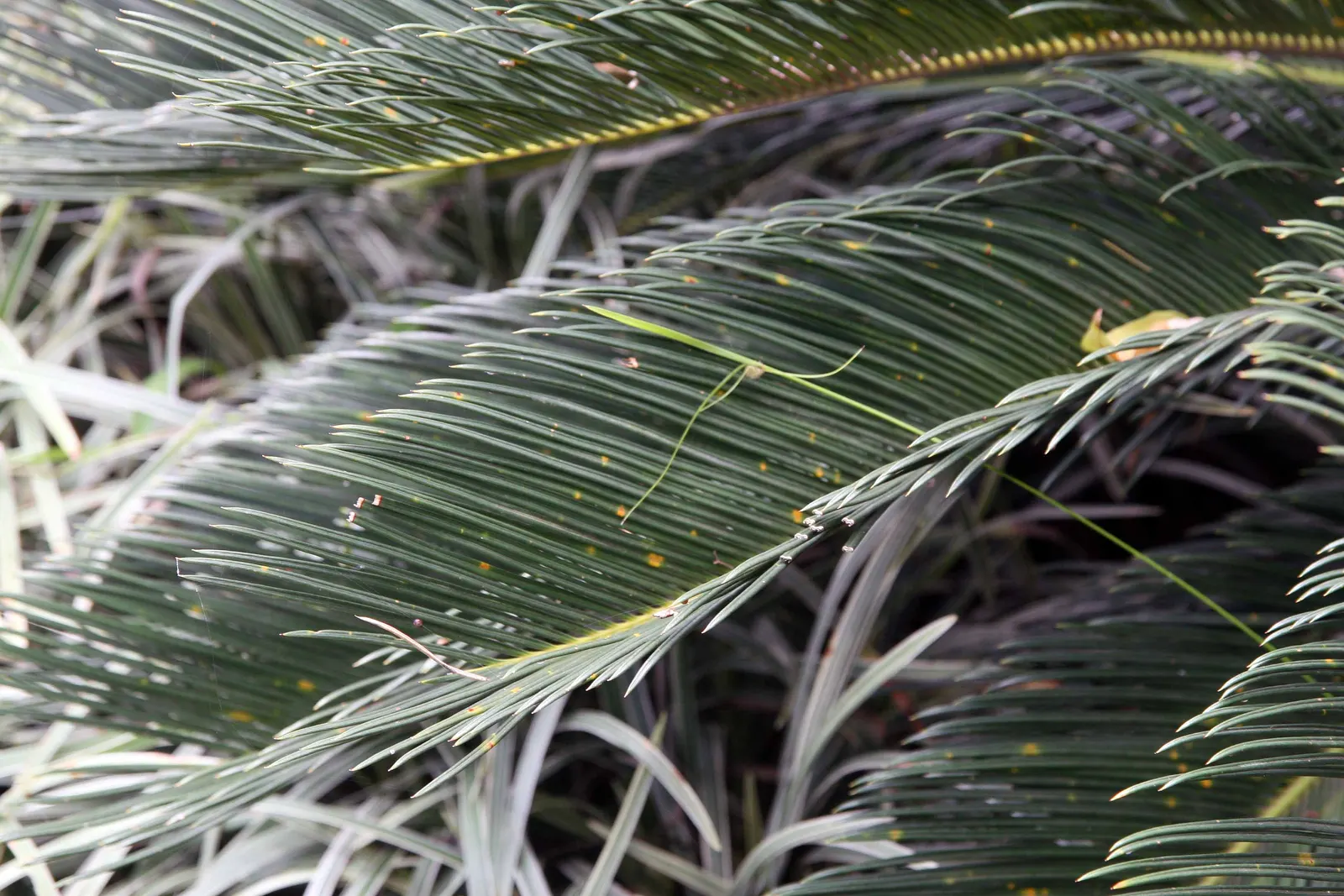 Sago Palm (Cycas Revoluta) — The Sago Palm, or Cycas revoluta, is an ancient, slow-growing plant that adds an exotic touch to landscapes; drought, image 129