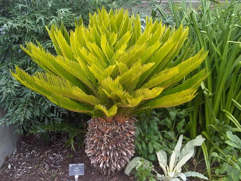 Sago Palm (Cycas Revoluta) — but it is particularly important to avoid overwatering to prevent root rot; it's important to note that the leaflets, image 91