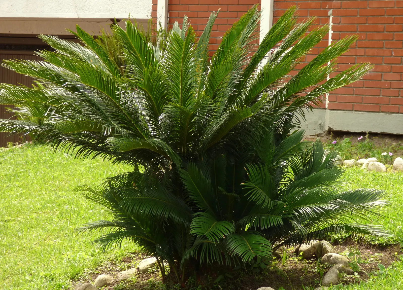Sago Palm (Cycas Revoluta) — Hardy in USDA zones 9-11, it thrives in well-drained soil and full to partial sun; featuring a stout trunk and a, image 83