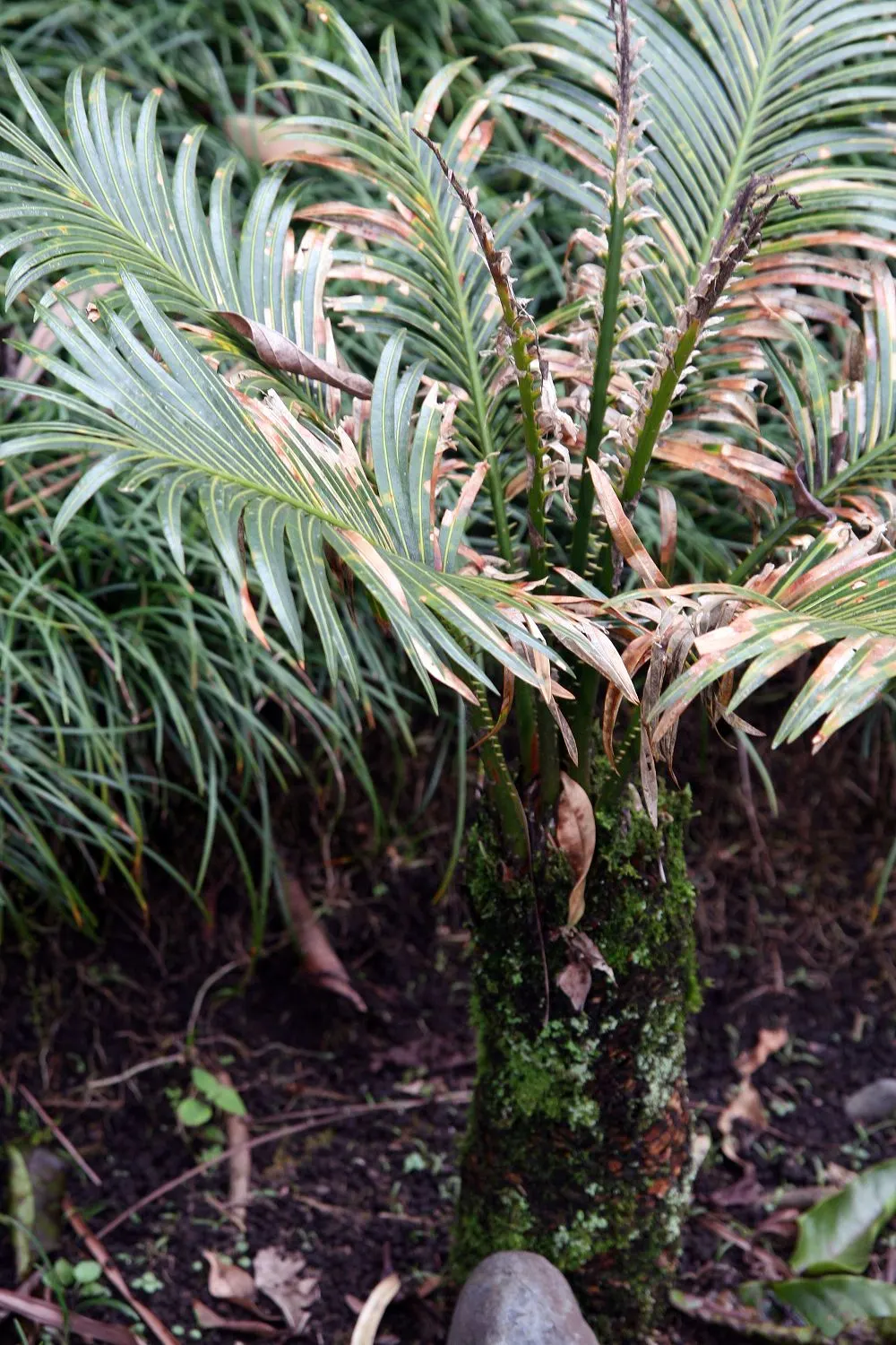 Sago Palm (Cycas Revoluta) — The Sago Palm, or Cycas revoluta, is an ancient, slow-growing plant that adds an exotic touch to landscapes; drought, image 97