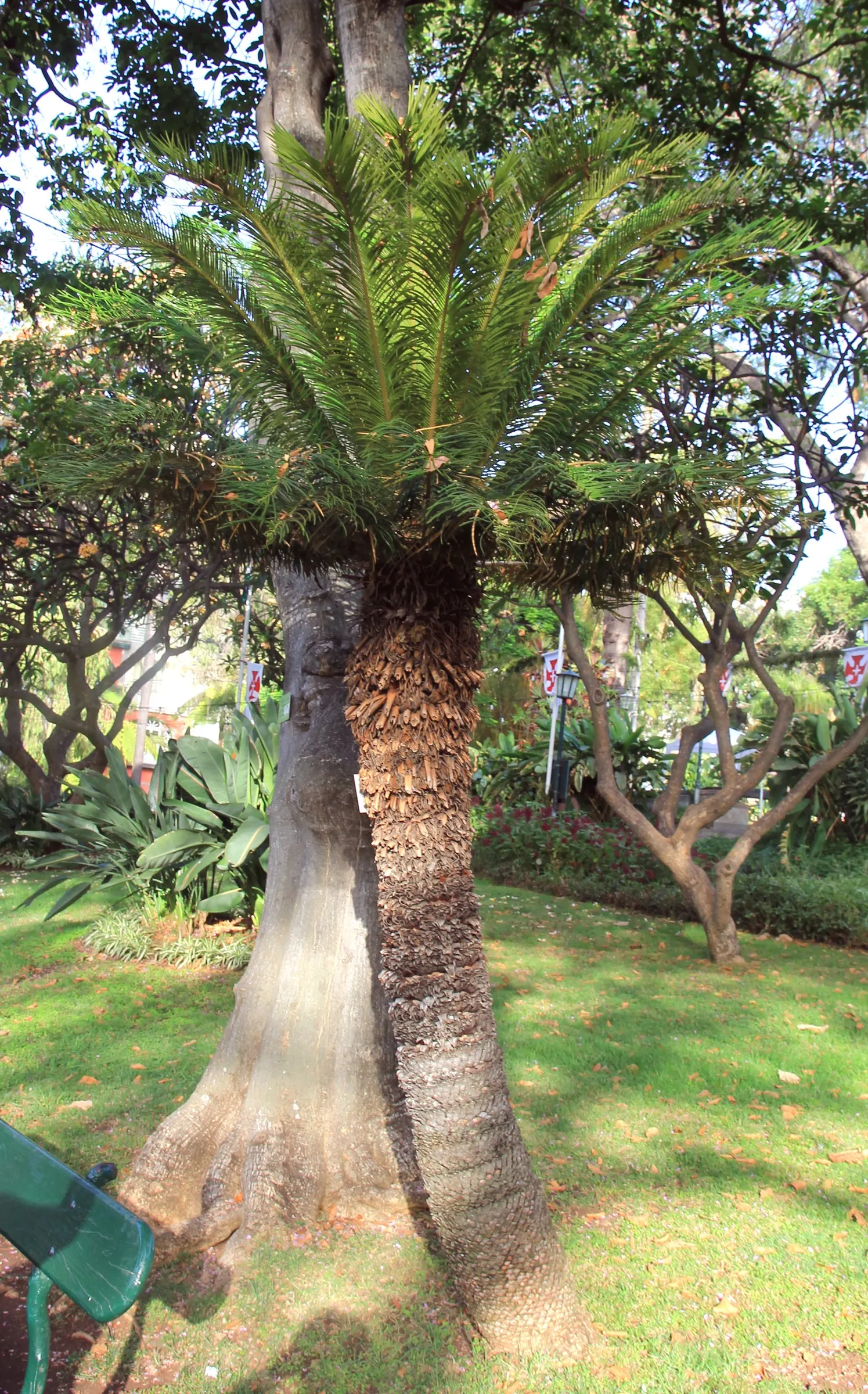 Sago Palm (Cycas Revoluta) — This slow-growing plant features a stout trunk and a symmetrical rosette of dark green; is a distinctive and ancient, image 72