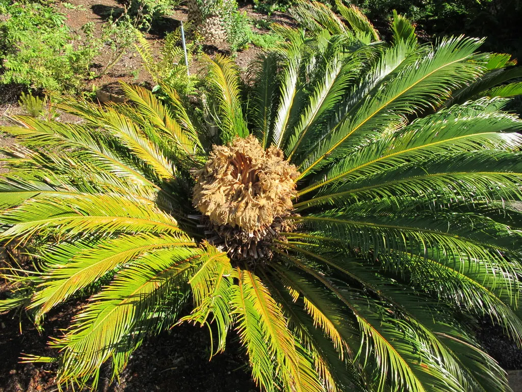 Sago Palm (Cycas Revoluta) — it is not a true palm but a cycad; cycas revoluta can eventually grow taller (up to 10 feet) under optimal conditions, image 54