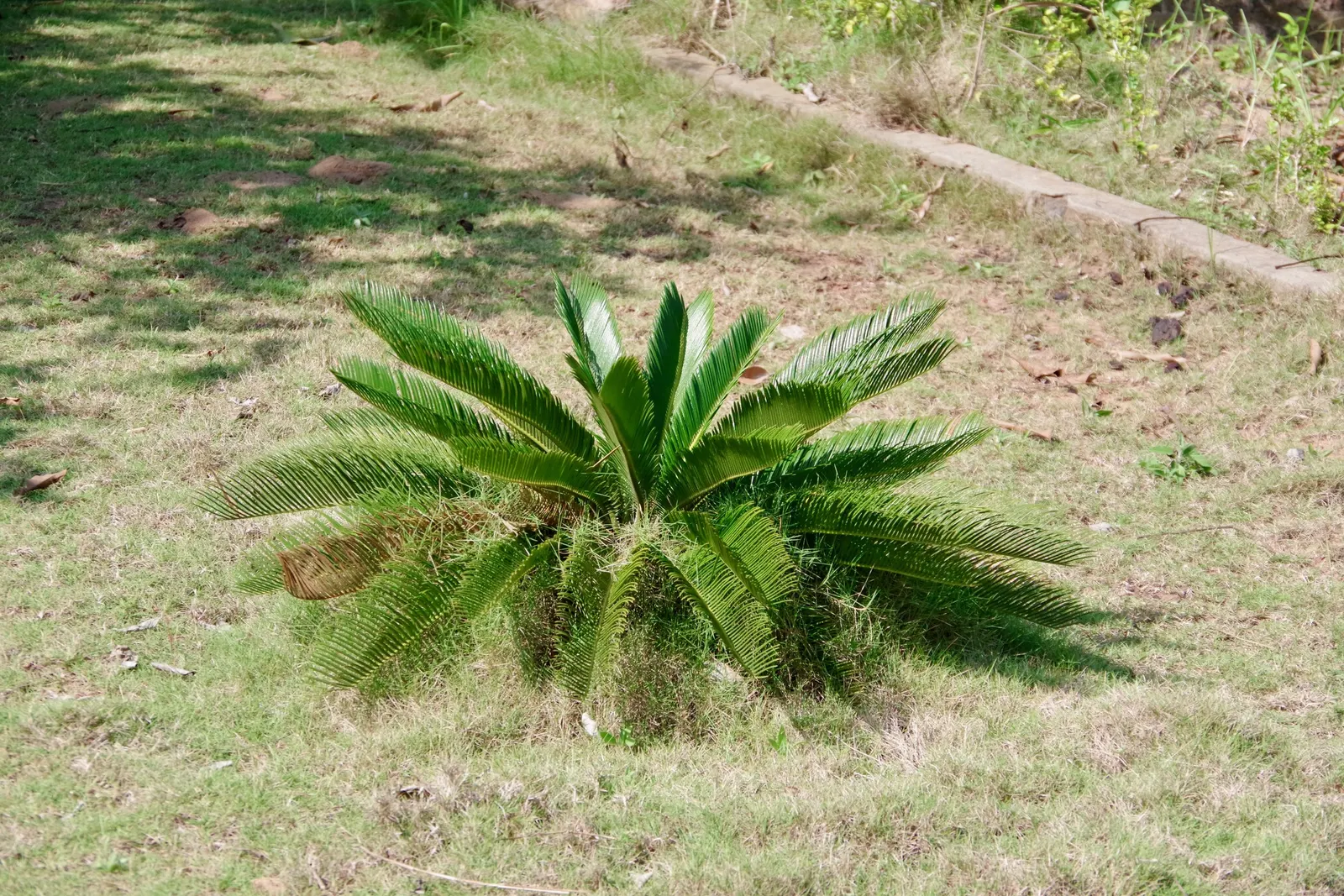 Sago Palm (Cycas Revoluta) — is a distinctive and ancient plant species that adds an exotic and tropical flair to any landscape design; palm for, image 37