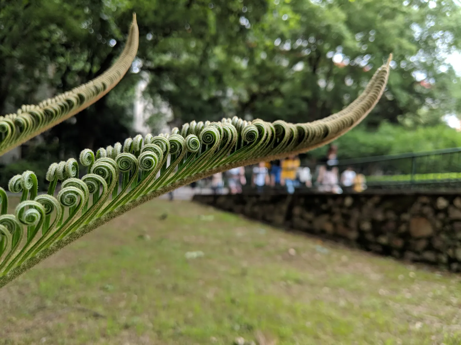 Sago Palm (Cycas Revoluta) — The Sago Palm, or Cycas revoluta, is an ancient, slow-growing plant that adds an exotic touch to landscapes; drought, image 49