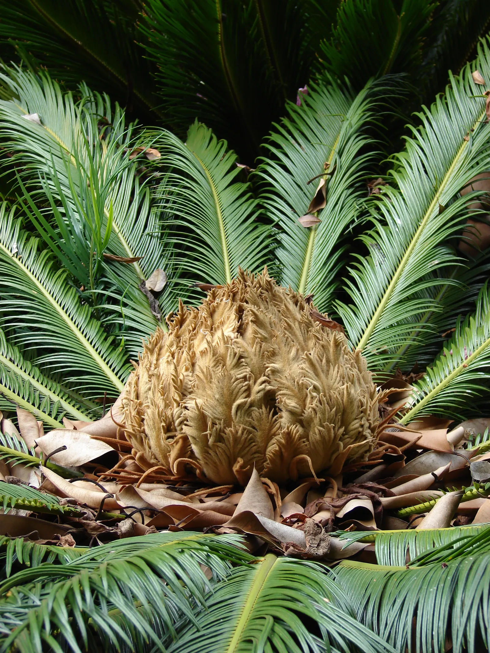 Sago Palm (Cycas Revoluta) — so caution should be exercised if pets or small children are present in the garden; it is not a true palm but a cycad, image 63