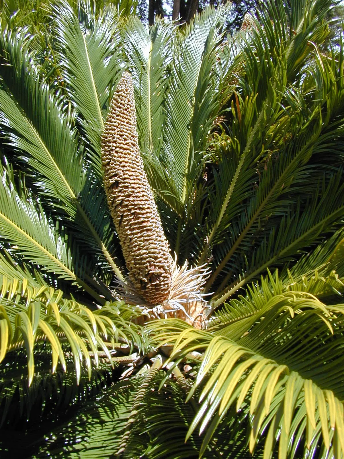 Sago Palm (Cycas Revoluta) — While it can withstand some drought conditions once established; this slow-growing plant features a stout trunk and a, image 61