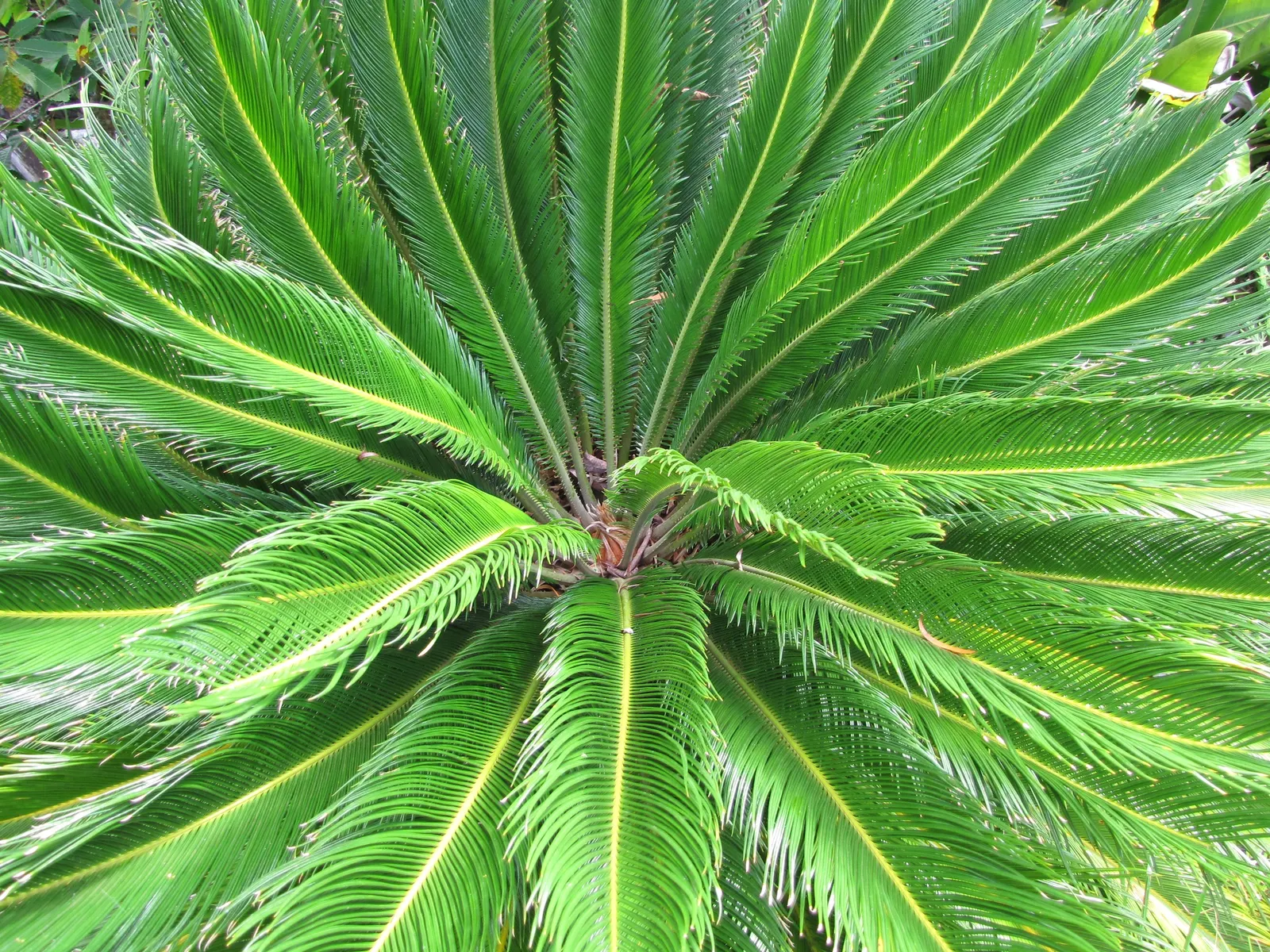 Sago Palm (Cycas Revoluta) — Cycas revoluta can eventually grow taller (up to 10 feet) under optimal conditions over many years; all parts of the, image 119