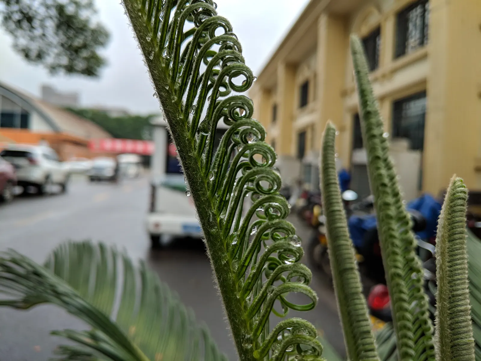 Sago Palm (Cycas Revoluta) — Drought tolerant once established, it reaches 2-10 feet in height and spread, requiring minimal care; each frond, image 52