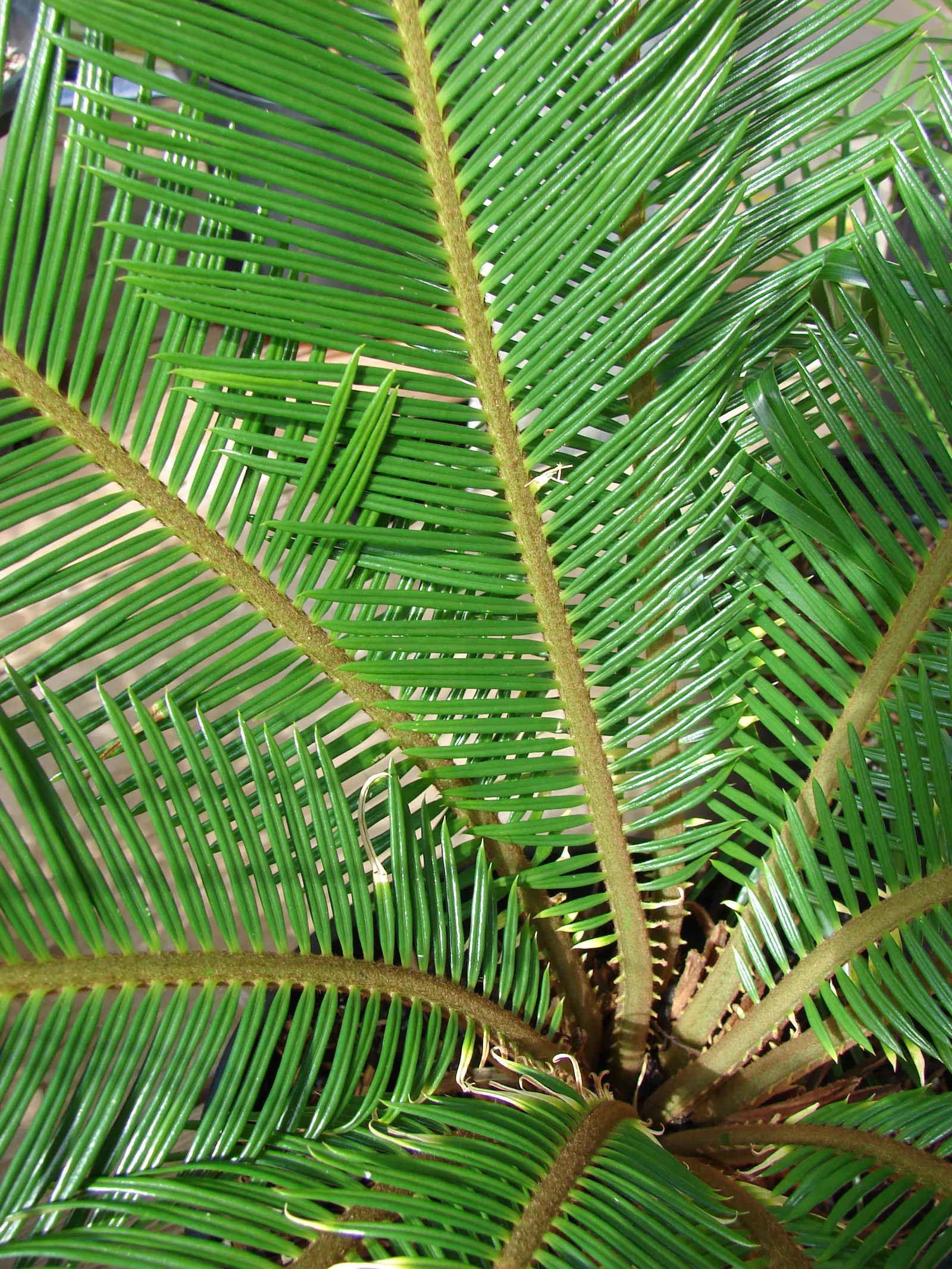 Sago Palm (Cycas Revoluta) — all parts of the Sago Palm are highly toxic if ingested; so caution should be exercised if pets or small children are, image 62