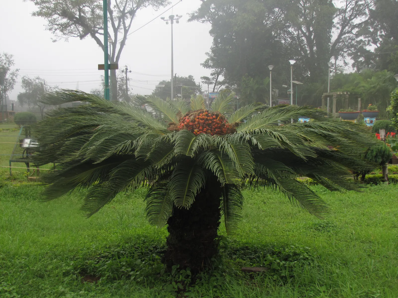 Sago Palm (Cycas Revoluta) — is a distinctive and ancient plant species that adds an exotic and tropical flair to any landscape design; palm for, image 69