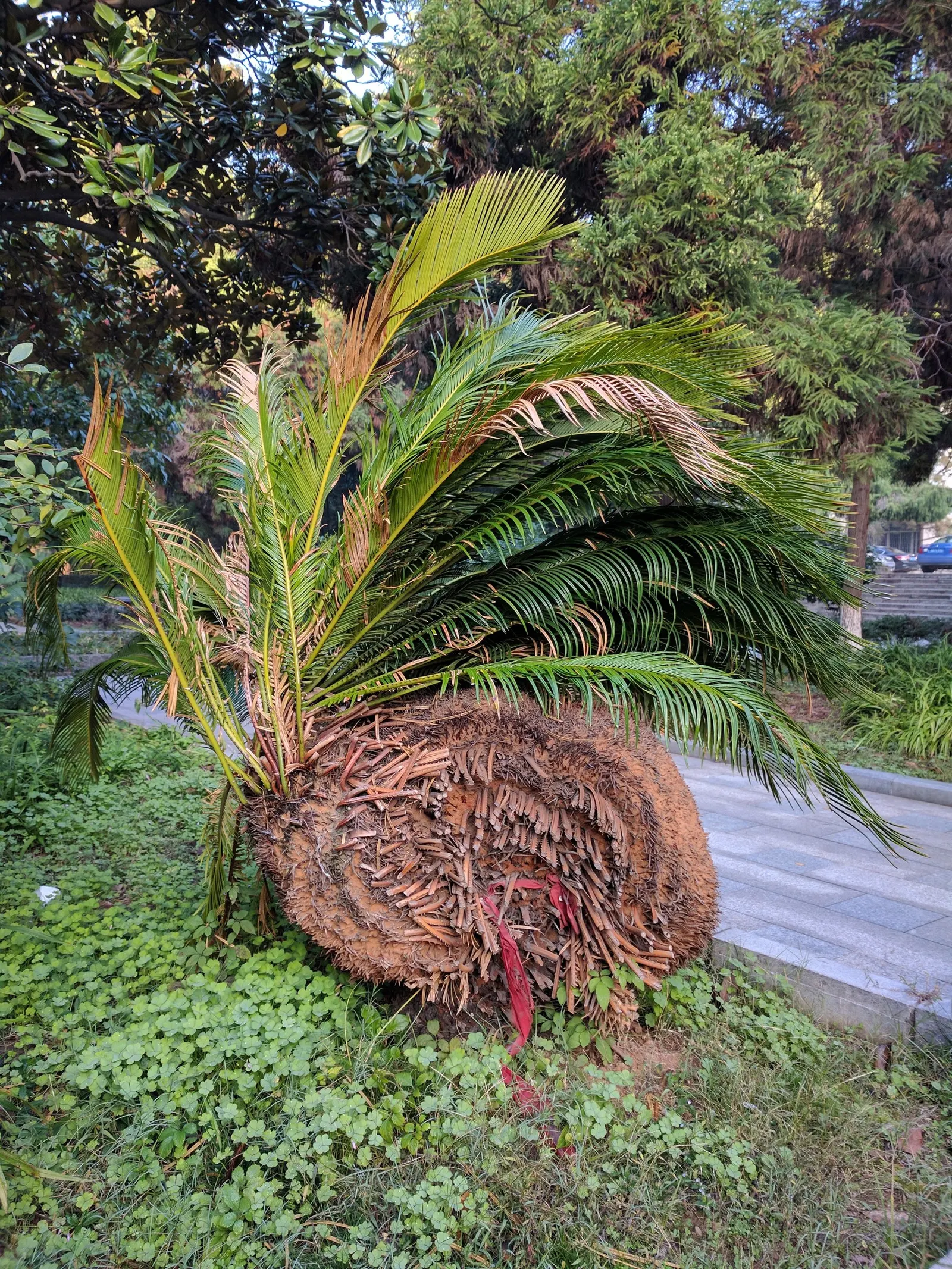 Sago Palm (Cycas Revoluta) — This slow-growing plant features a stout trunk and a symmetrical rosette of dark green; is a distinctive and ancient, image 40