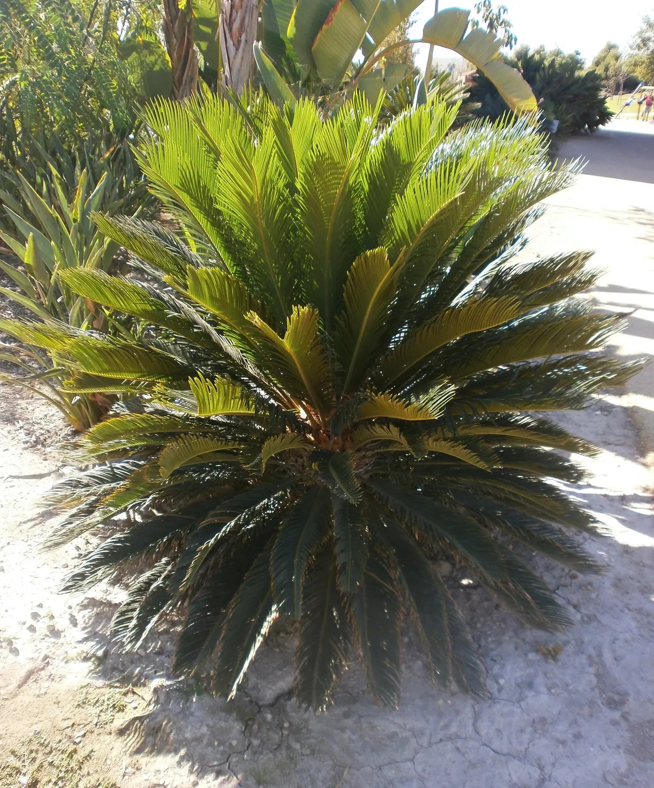 Sago Palm (Cycas Revoluta) — Featuring a stout trunk and a rosette of dark green, pinnate leaves up to 3 feet long, it resembles a palm; but it is, image 66
