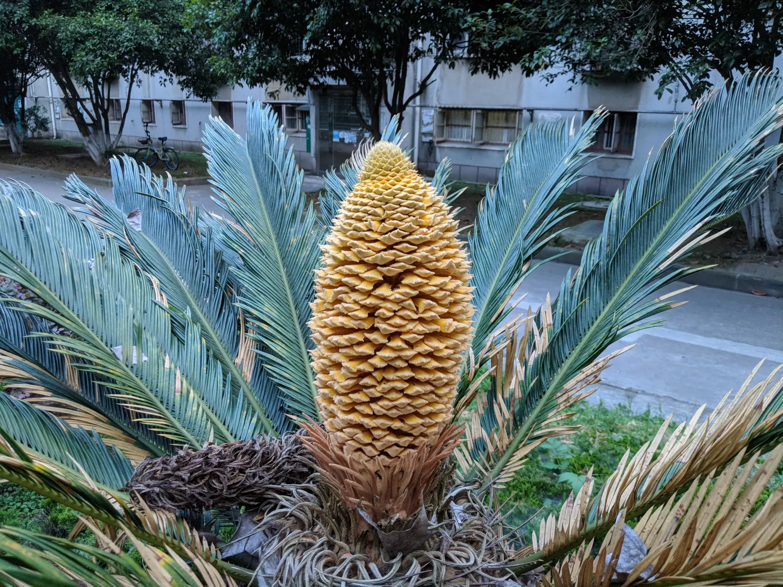 Sago Palm (Cycas Revoluta) — Cycas revoluta can eventually grow taller (up to 10 feet) under optimal conditions over many years; all parts of the, image 39