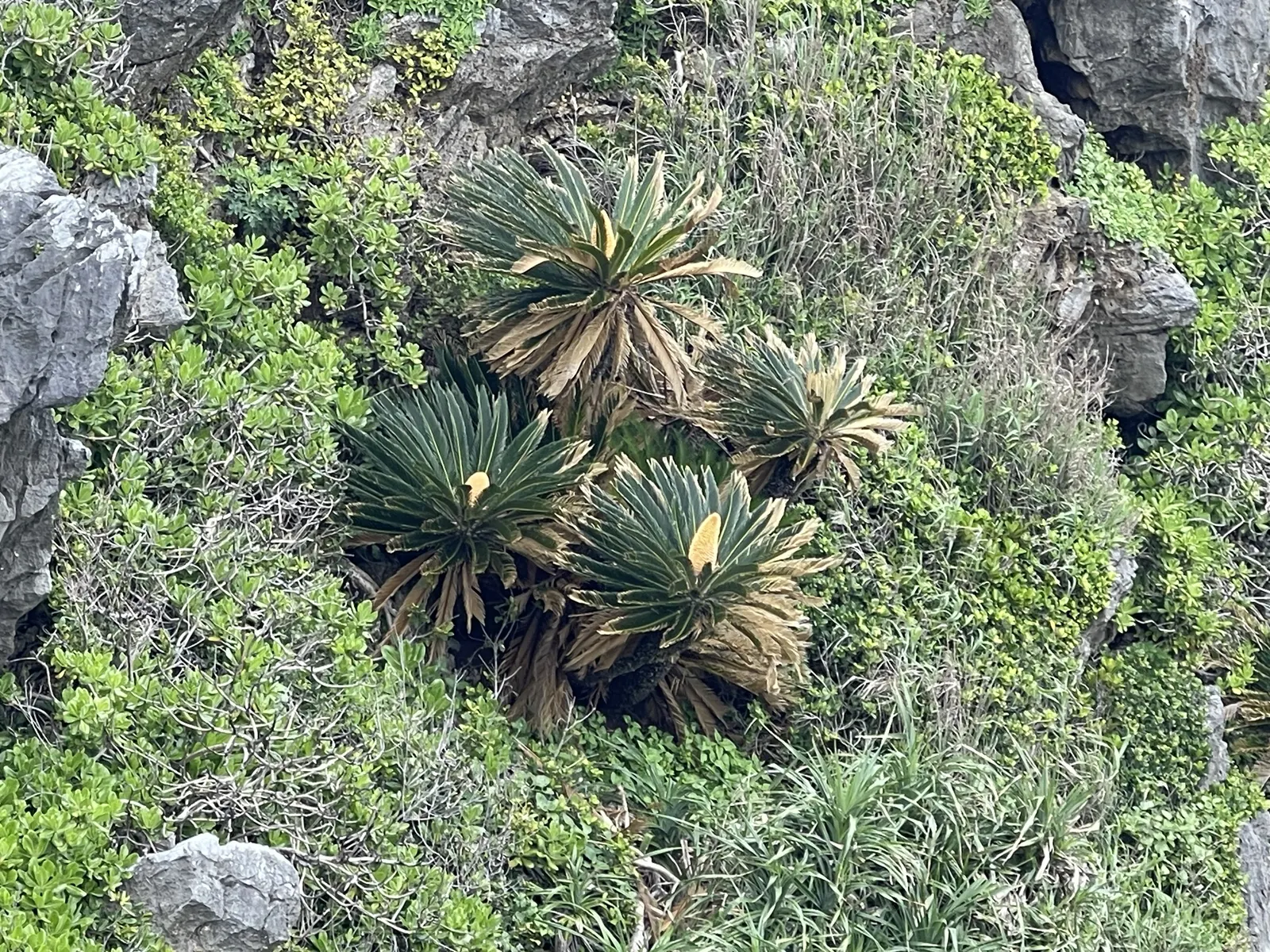 Sago Palm (Cycas Revoluta) — each frond typically ranging from 20 to 60 inches long; it's well-suited to USDA hardiness zones 9 through 11 and, image 73