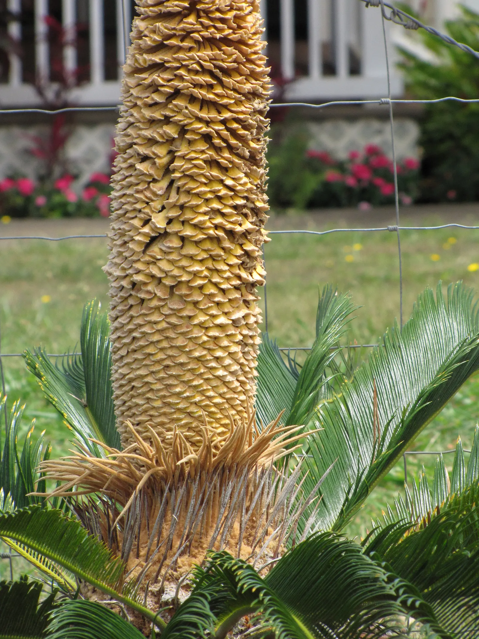 Sago Palm (Cycas Revoluta) — Cycas revoluta can eventually grow taller (up to 10 feet) under optimal conditions over many years; all parts of the, image 55