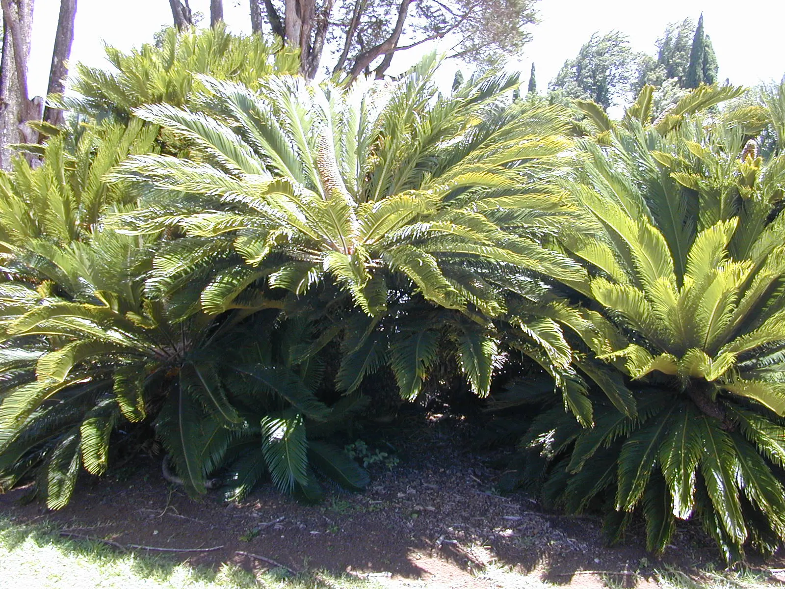 Sago Palm (Cycas Revoluta) — is a distinctive and ancient plant species that adds an exotic and tropical flair to any landscape design; palm for, image 53