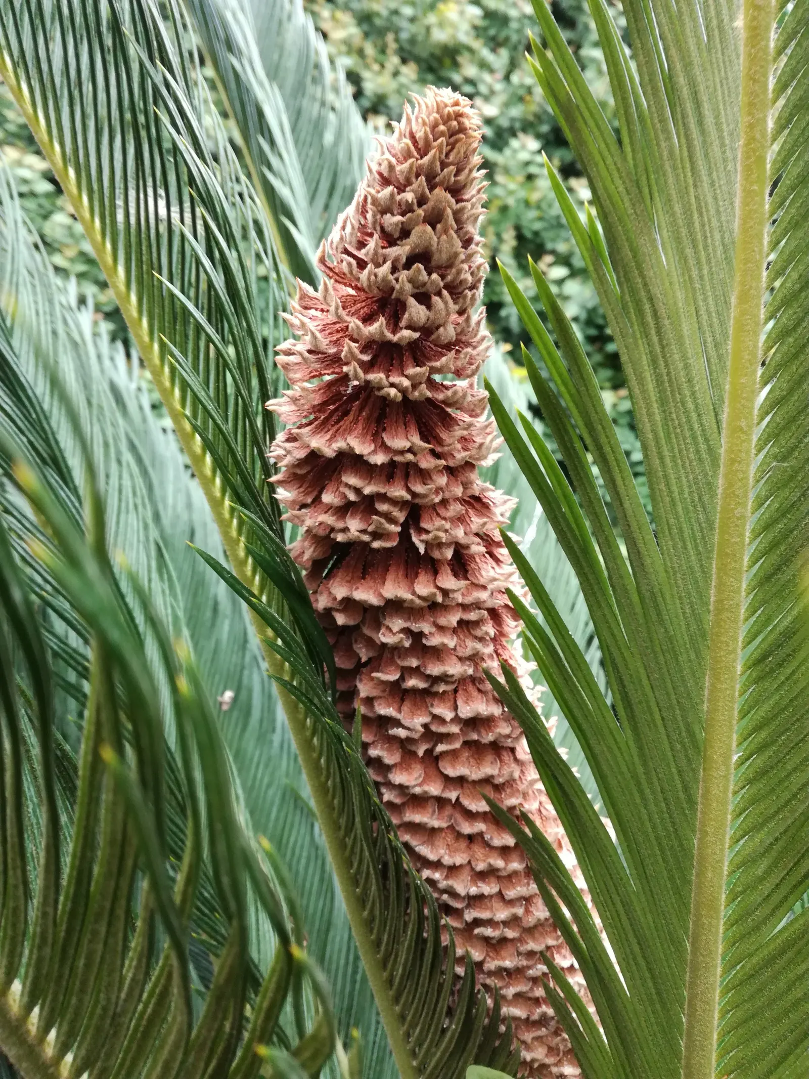 Sago Palm (Cycas Revoluta) — so caution should be exercised if pets or small children are present in the garden; it is not a true palm but a cycad, image 47