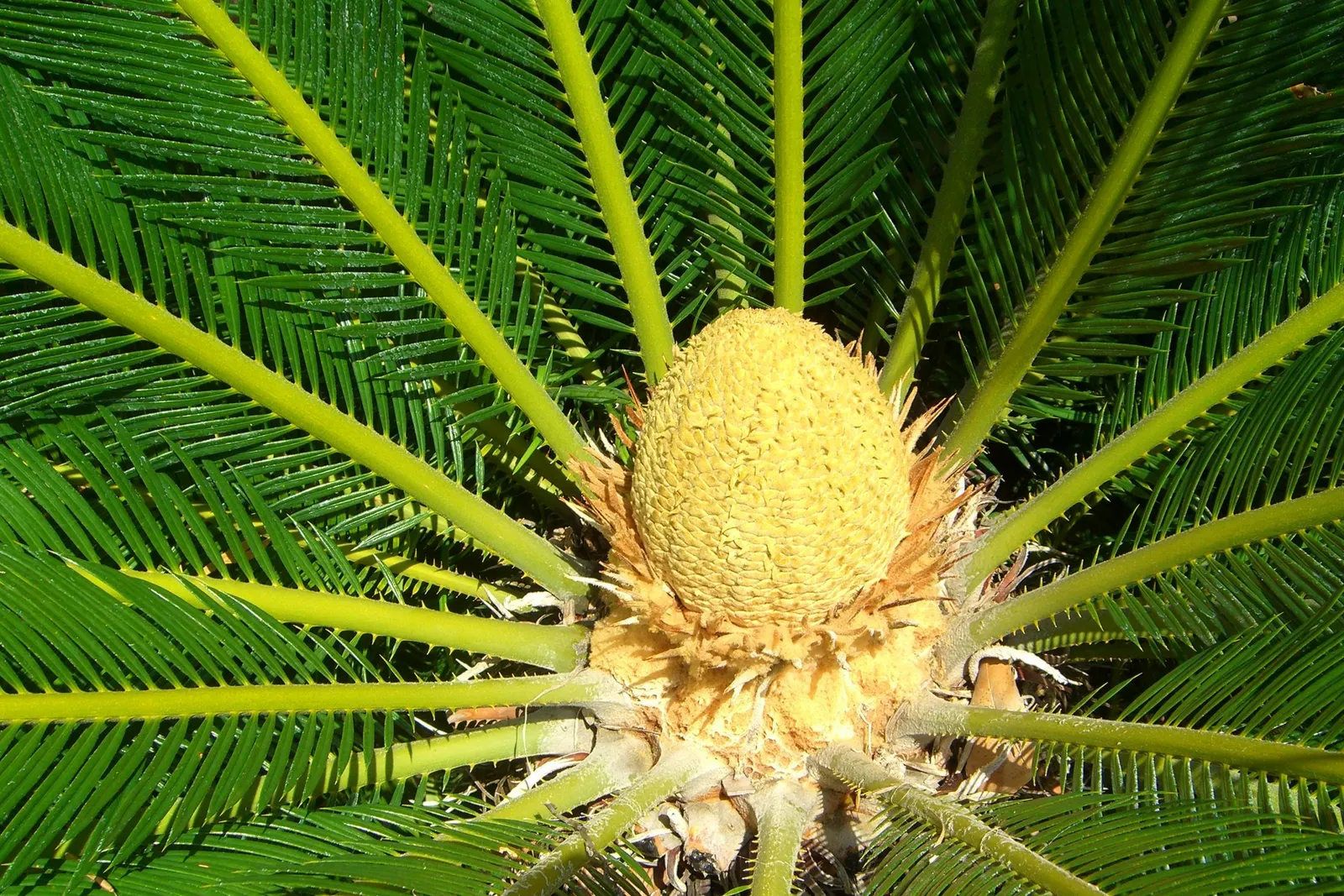 Sago Palm (Cycas Revoluta) — Featuring a stout trunk and a rosette of dark green, pinnate leaves up to 3 feet long, it resembles a palm; but it is, image 50