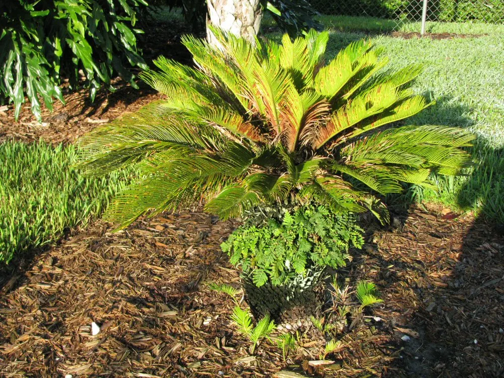 Sago Palm (Cycas Revoluta) — it is not a true palm but a cycad; cycas revoluta can eventually grow taller (up to 10 feet) under optimal conditions, image 70