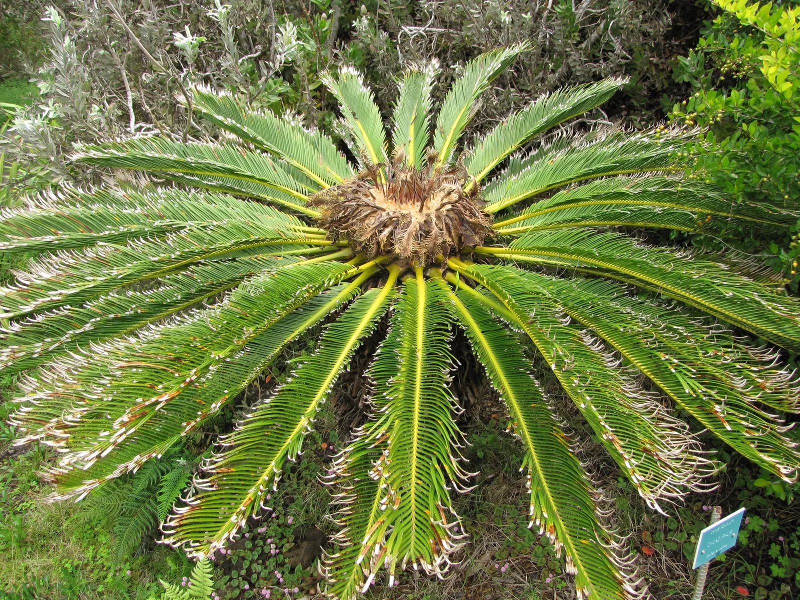 Sago Palm (Cycas Revoluta) — Cycas revoluta can eventually grow taller (up to 10 feet) under optimal conditions over many years; all parts of the, image 71
