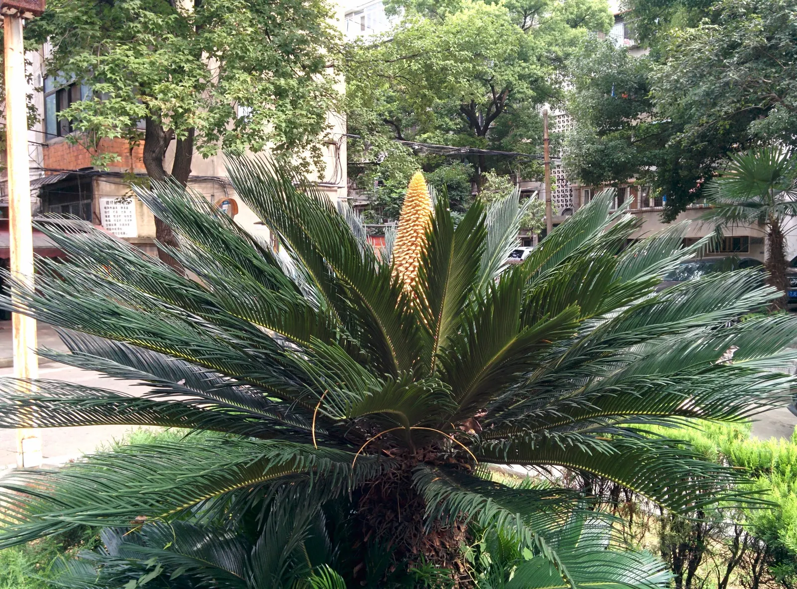 Sago Palm (Cycas Revoluta) — It's well-suited to USDA hardiness zones 9 through 11 and thrives in full sun to partial shade; the Sago Palm, or, image 44