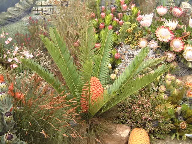Sago Palm (Cycas Revoluta) — palm for full or half; while it can withstand some drought conditions once established