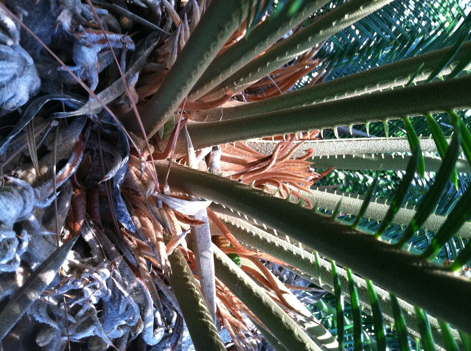 Sago Palm (Cycas Revoluta) — The Sago Palm, or Cycas revoluta, is an ancient, slow-growing plant that adds an exotic touch to landscapes