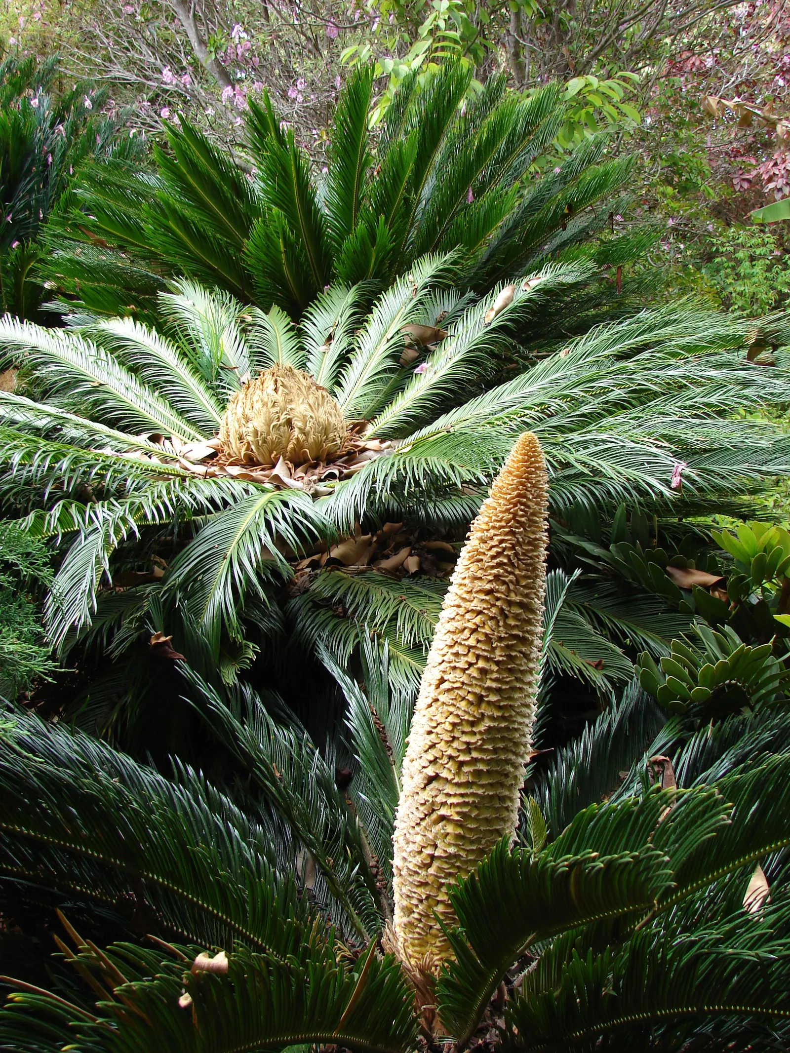 Sago Palm (Cycas Revoluta) — each frond typically ranging from 20 to 60 inches long; it's well-suited to USDA hardiness zones 9 through 11 and, image 57