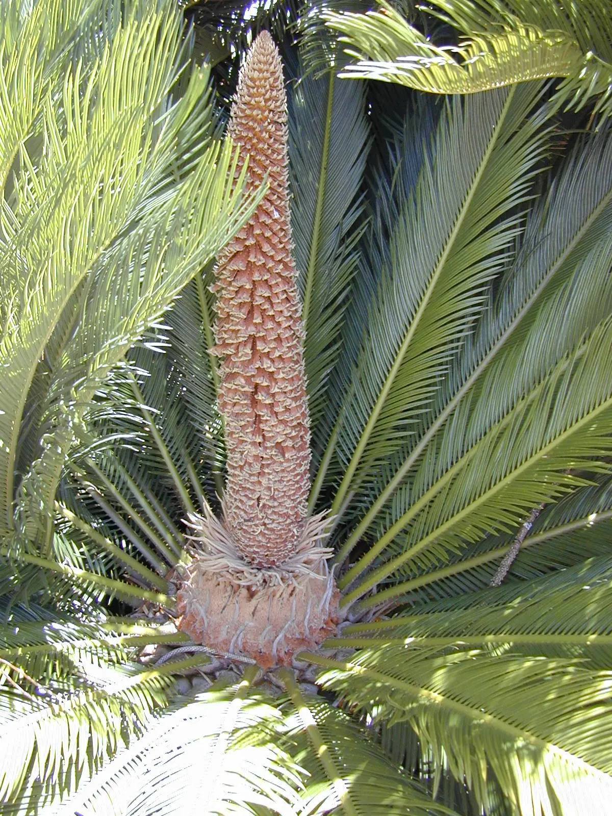 Sago Palm (Cycas Revoluta) — Hardy in USDA zones 9-11, it thrives in well-drained soil and full to partial sun; featuring a stout trunk and a, image 67