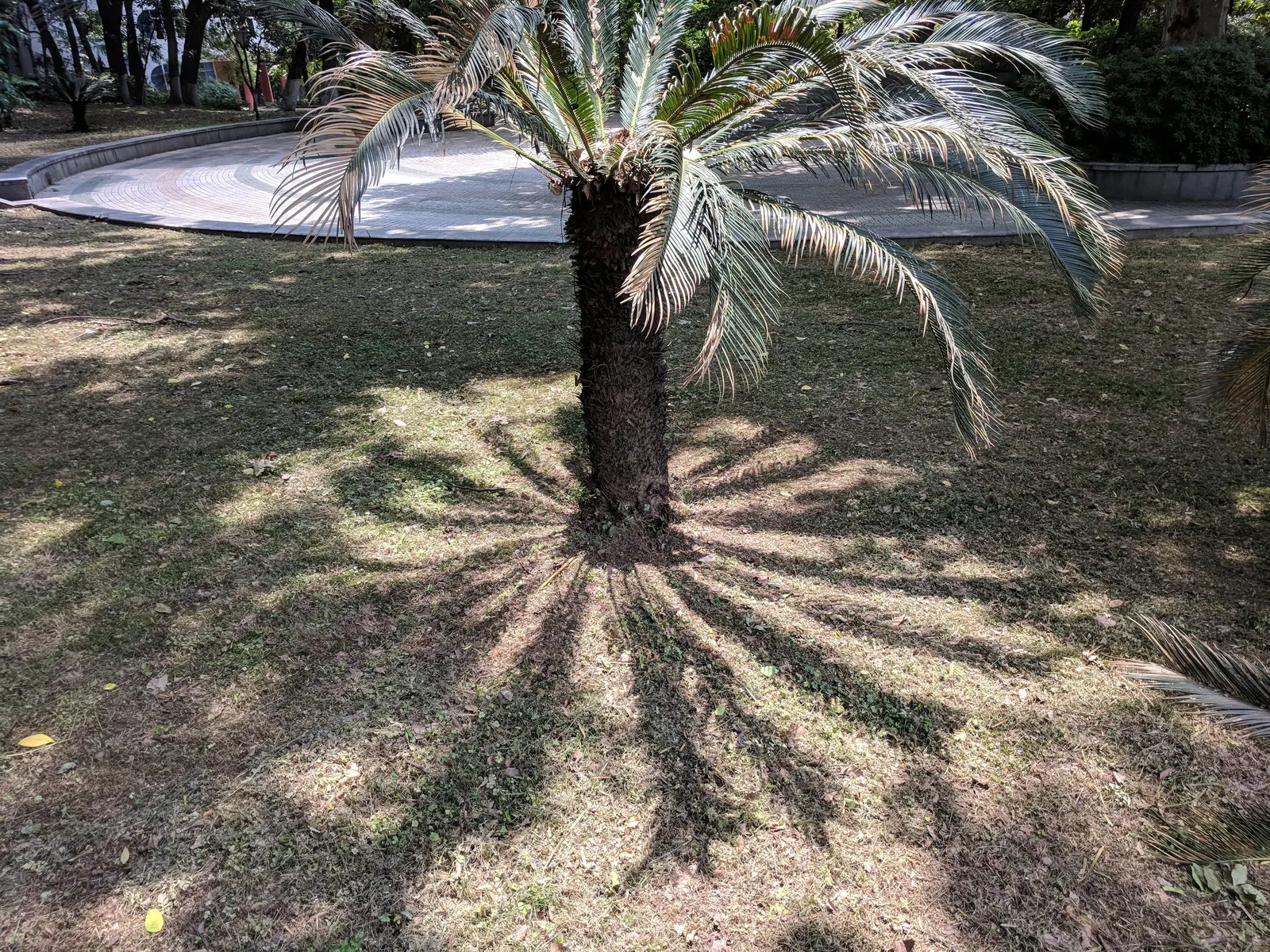 Sago Palm (Cycas Revoluta) — It's important to note that the leaflets are quite stiff and can be sharp; hardy in USDA zones 9-11, it thrives in, image 42