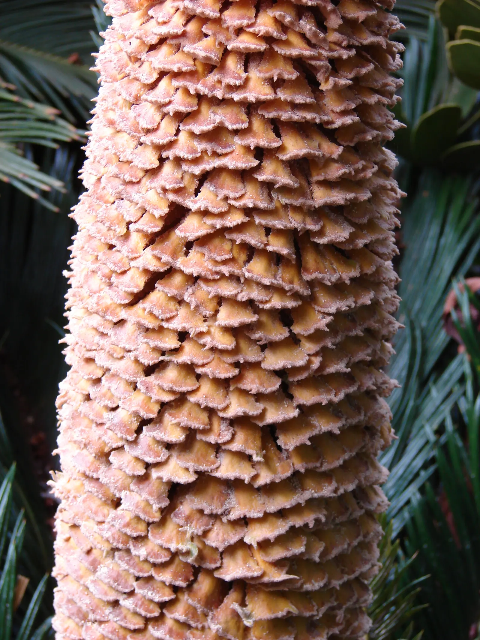 Sago Palm (Cycas Revoluta) — It's well-suited to USDA hardiness zones 9 through 11 and thrives in full sun to partial shade; the Sago Palm, or, image 60