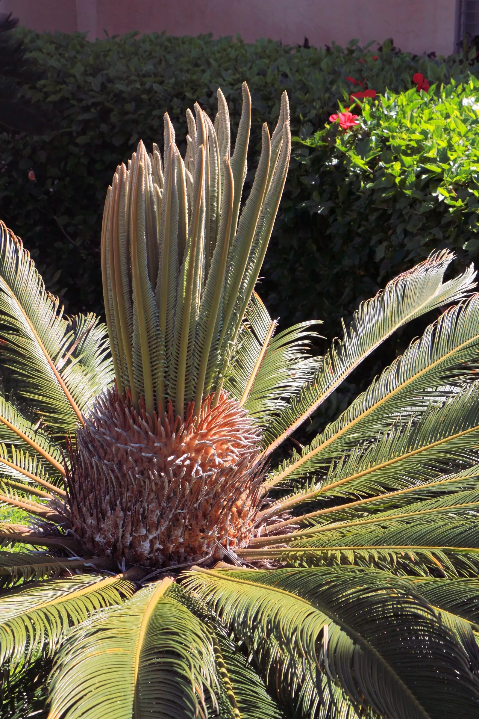 Sago Palm (Cycas Revoluta) — While it can withstand some drought conditions once established; this slow-growing plant features a stout trunk and a, image 45
