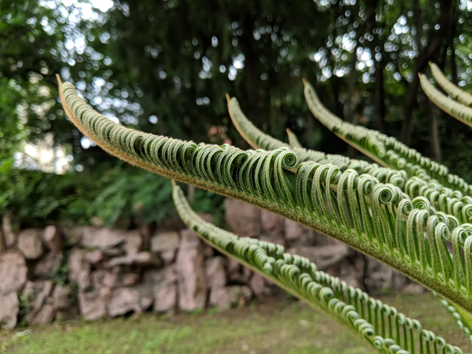 Sago Palm (Cycas Revoluta) — This slow-growing plant features a stout trunk and a symmetrical rosette of dark green; is a distinctive and ancient, image 56