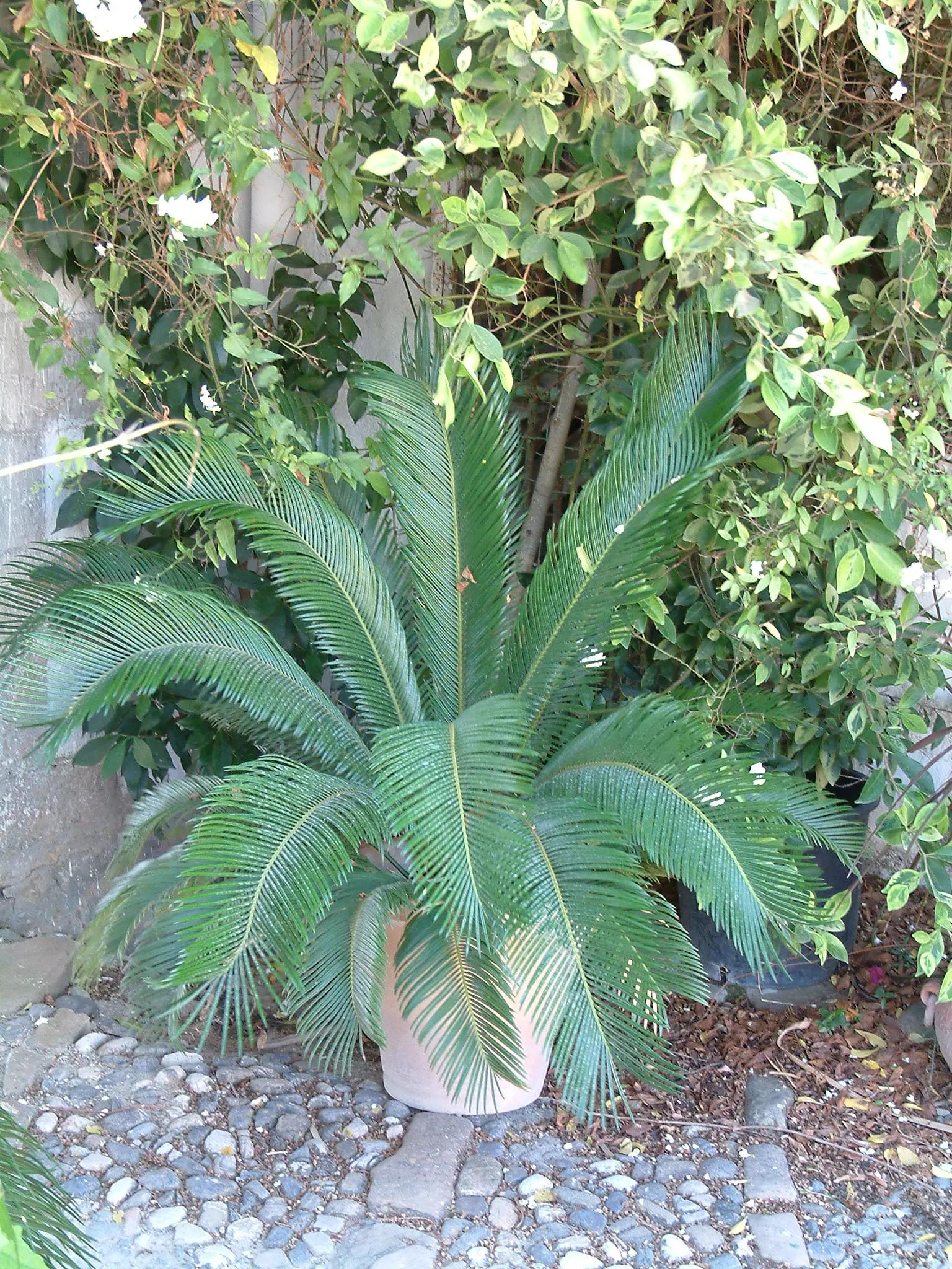 Sago Palm (Cycas Revoluta) — each frond typically ranging from 20 to 60 inches long; it's well-suited to USDA hardiness zones 9 through 11 and, image 41